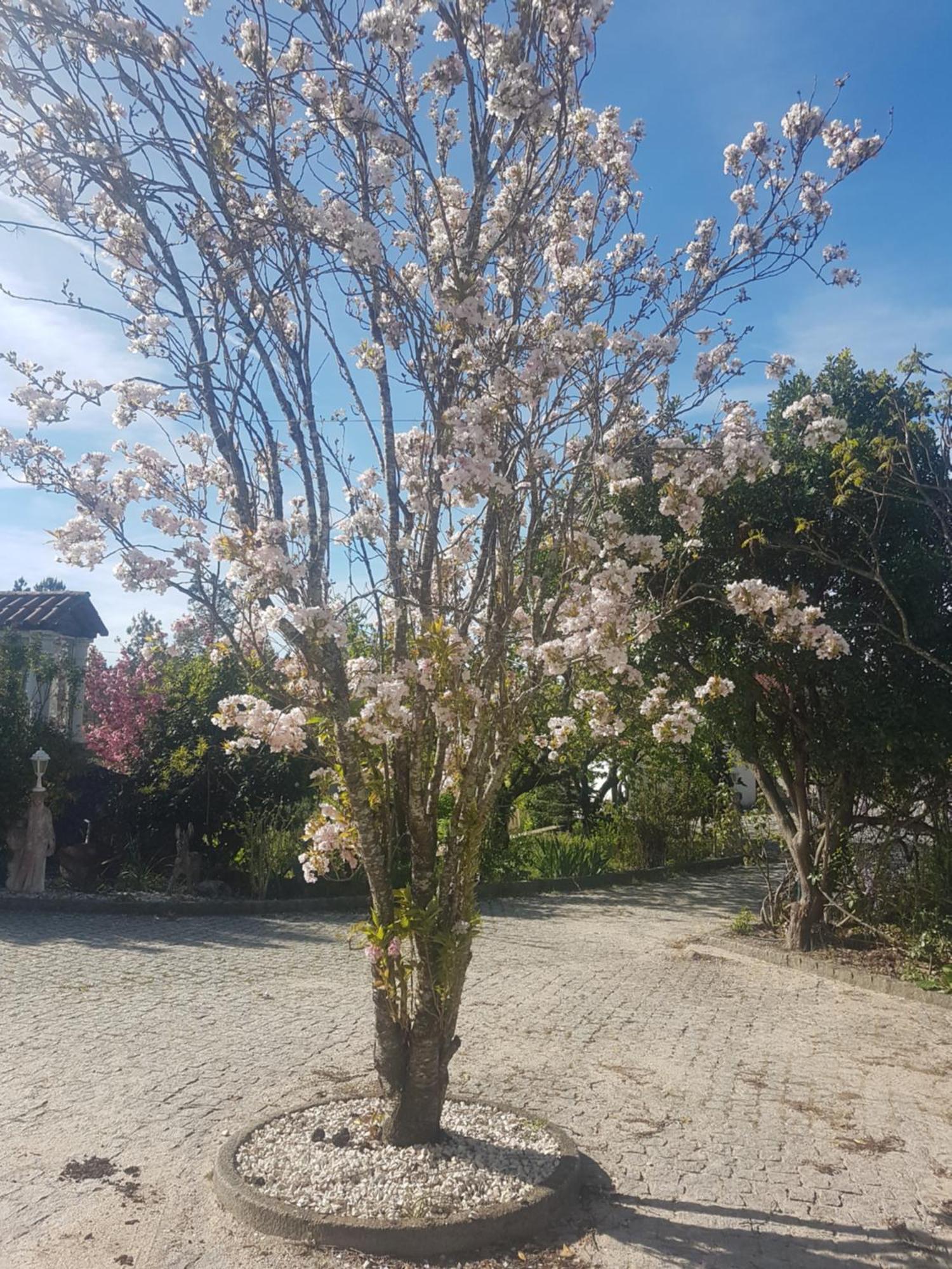 Cantinho Das Barrocas بينالفا دو كاستيلو المظهر الخارجي الصورة